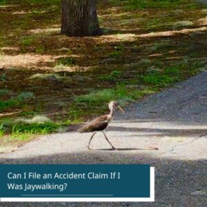 Bird jaywalking